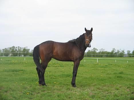 Traver Nemo *Solgt* - Nemo d. 6 maj. Han er blevet en lækker fyr (: billede 16