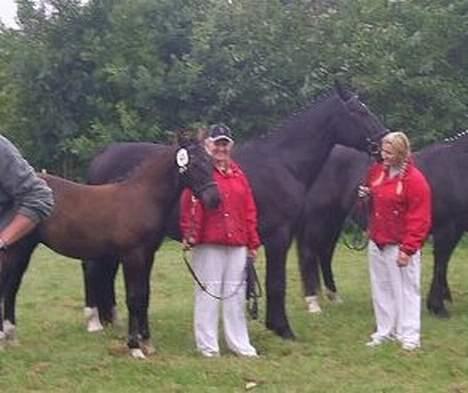 Oldenborg Bøgsted-Møllers Lucia - NYT! Gørlev føl- og plagskue billede 16