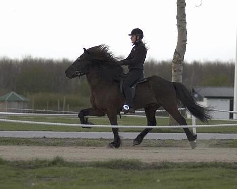 Islænder Náttfari fra Ravnstrup - Náttfari og Tinna Viskum Madsen i tölt - Kåring i Herning 2007.  billede 7