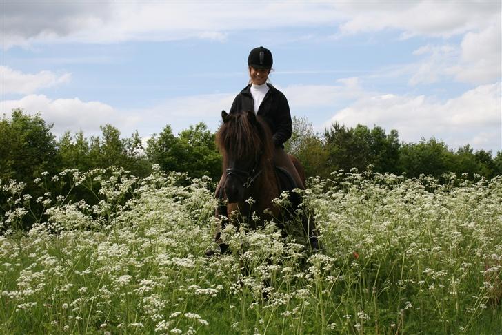 Islænder Náttfari fra Ravnstrup - Náttfari og jeg imellem blomsterne. billede 10