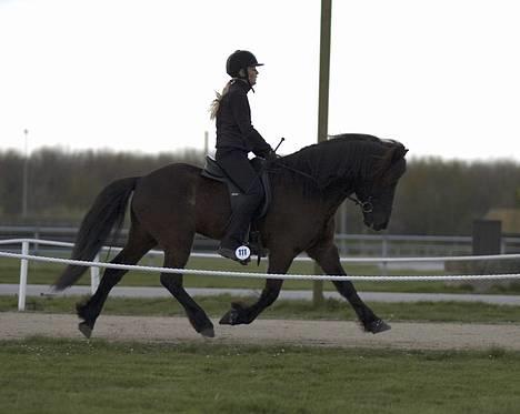 Islænder Náttfari fra Ravnstrup - Náttfari og Tinna i trav - Kåring i Herning 2007. billede 13