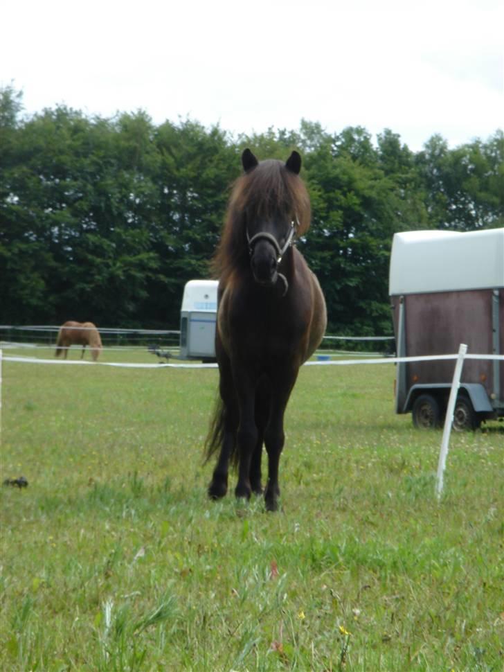 Islænder Náttfari fra Ravnstrup - Står lige så fint og kigger. (o: - Gantis Juniorlejr 2007 billede 15