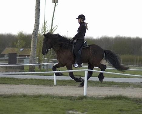 Islænder Náttfari fra Ravnstrup - Náttfari og Tinna i galop, til kåring i Herning 2007. billede 16