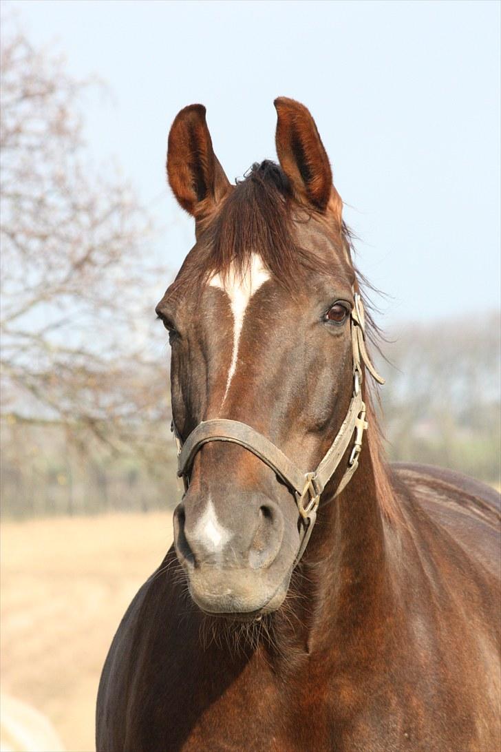 Svensk Varmblod Larkando Monet - han er da så fiin :) billede 1