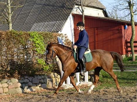 Svensk Varmblod Larkando Monet - dressur =) billede 2