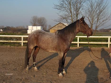 Anden særlig race Baltic Robin - taget d. 30 marts 07. skifter farve billede 3