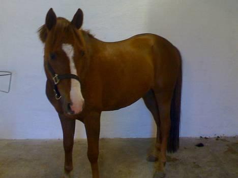 Anden særlig race Ferrari *SOLGT* :'( - Flotte ! billede 1