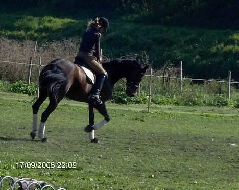 Dansk Varmblod Gin - Gin og miig<3<3<3<3 billede 1