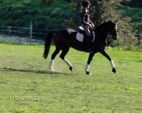 Dansk Varmblod Gin - Er hun ikk fiin? <3<3<3 billede 2