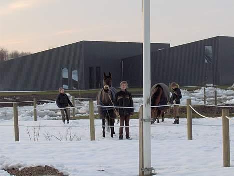 Dansk Varmblod Gin - Gin i vinters.. Rider hende for min bror da hun er for lille til ham.. ( der kommer flere billeder..) billede 5