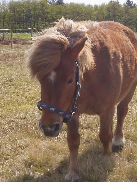 Shetlænder Alikka (Bertha) R.I.P. billede 16