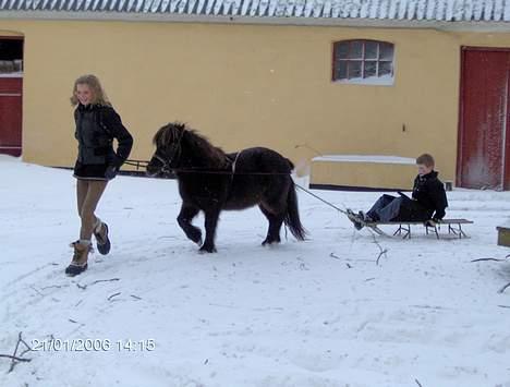 Shetlænder Jolly<3<3 - Jolly og slæden ;) billede 1