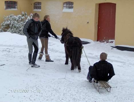 Shetlænder Jolly<3<3 - Oss jolly og slæden... billede 2