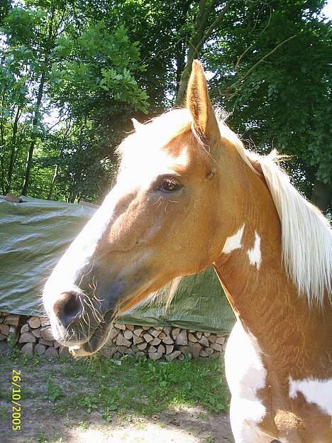 Pinto Pandora - Sommer billede på ridebanen oppe ved Mogens billede 8