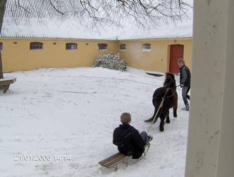 Shetlænder Jolly<3<3 - Jolly¨ billede 3