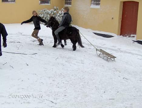 Shetlænder Jolly<3<3 billede 4