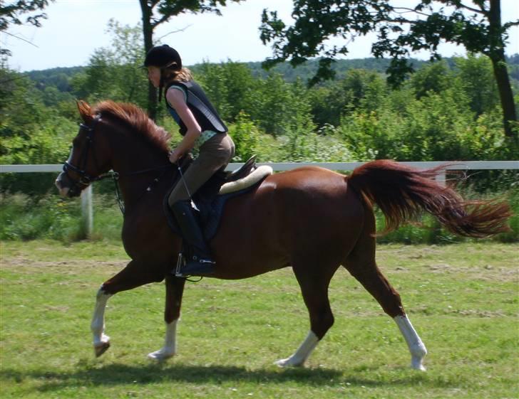 DSP Vesterbygårds Monty SOLGT - Jeg har aldig oplevet, en pony som har betydet så meget for mig som Monty ! <3 Springtræning 3. juni 2007 billede 9