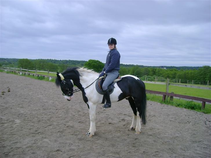 Irish Cob Athos  - Pinsetur.. klokken var 6 om morgenen.. mega hygge tur.. billede 1