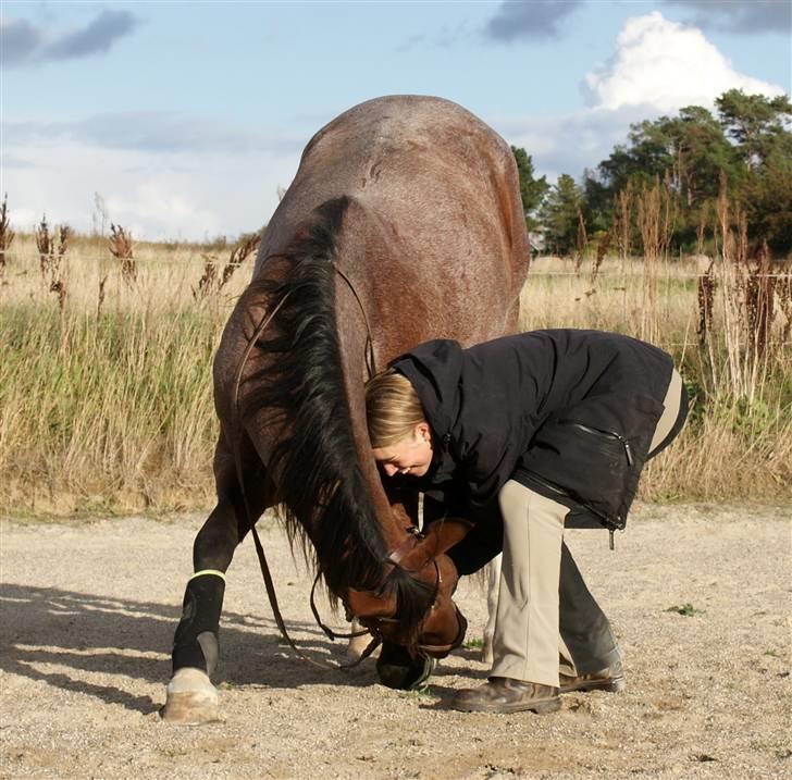 Anden særlig race Baltic Robin - d. 2 okt. Robin nejer med lidt hjælp. ½ år siden det er trænet billede 5