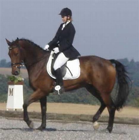 Dansk Varmblod major "Hvor er du?" - også til stævne, han var super sød billede 15