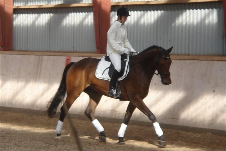 Dansk Varmblod major "Hvor er du?" - opvarmning til stævne billede 16