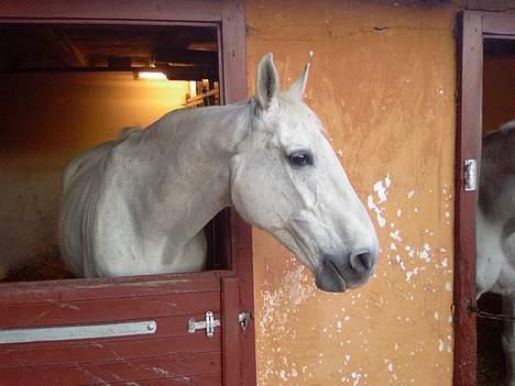 Dansk Varmblod Little Honda billede 3