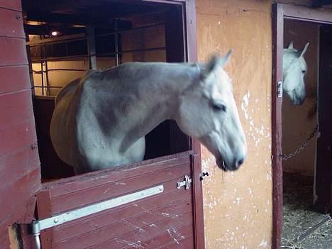 Dansk Varmblod Little Honda billede 4