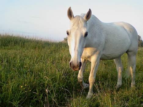 Dansk Varmblod Little Honda billede 6
