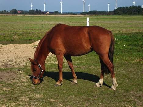 New Forest Coco Chanell-SOLGT - Her står Coco på marken. vi hade lige hentet hende..  Hun er sku så SØD!! billede 2