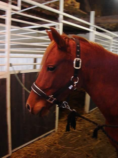 New Forest Coco Chanell-SOLGT - HER STÅR HUN I MIN STALD IGEN!! billede 3