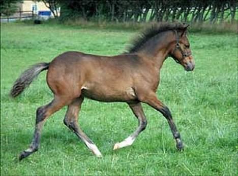 New Forest Newton  ¤Solgt¤ - Newton <3<3<3<3<3 Da vi fik ham. !! Lækker lille hingst<3<3 Uff.. billede 11