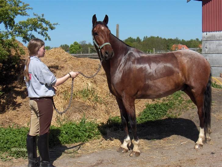 Anden særlig race Baltic Robin - d. 10 maj 08. efter en hård omgang undervisning og en gang klatvask billede 6