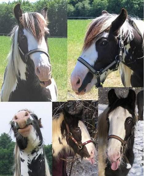 Irish Cob Igors Riain of April STER - Tumpe billede 17
