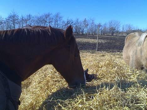 Anden særlig race Ferrari *SOLGT* :'( - På marken billede 10