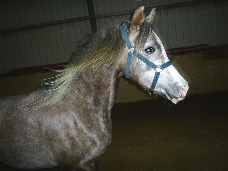 Arabisk fuldblod (OX) Easy . <3 miss u. (Solgt) - Jamen Halløj :D billede 1