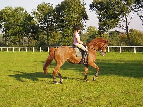 Dansk Varmblod Cathila - Passage sep. 2006 billede 9