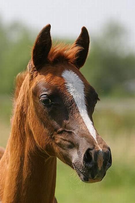 Arabisk fuldblod (OX) BayKovka billede 3