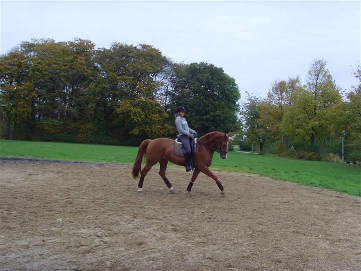 Dansk Varmblod Cathila - Mig og Thila 20. okt. 2007 billede 10