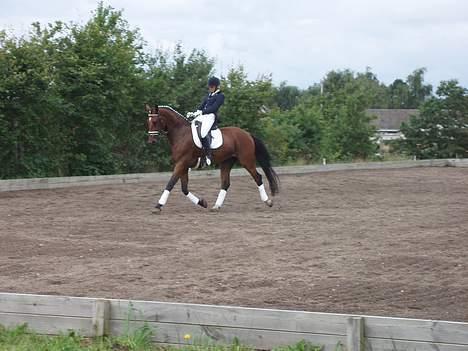 Dansk Varmblod Galliano - Galliano til sit første stævne billede 2