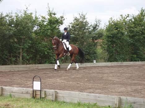 Dansk Varmblod Galliano - Galliano til sit første stævne billede 1
