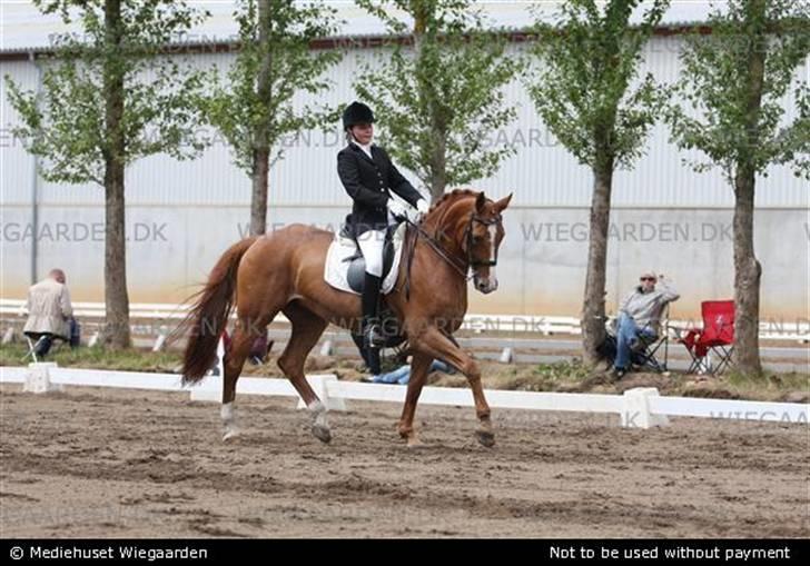 Dansk Varmblod Cathila - dygtig hesti billede 11