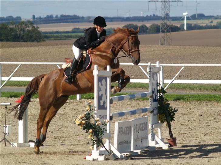 Dansk Varmblod Domingo - Mingo og mig i Skaarupgaard 2008 billede 20