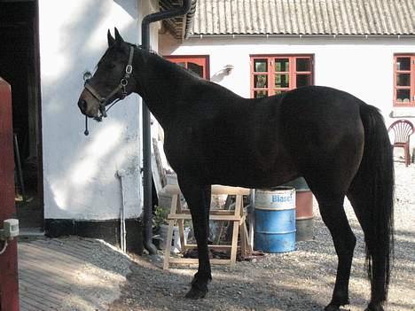 Traver Ginger billede 5