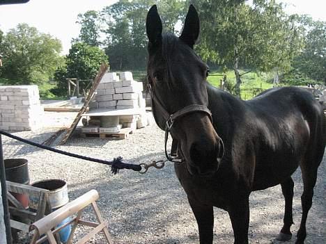 Traver Ginger billede 6