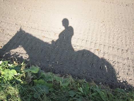 Traver Ginger billede 7