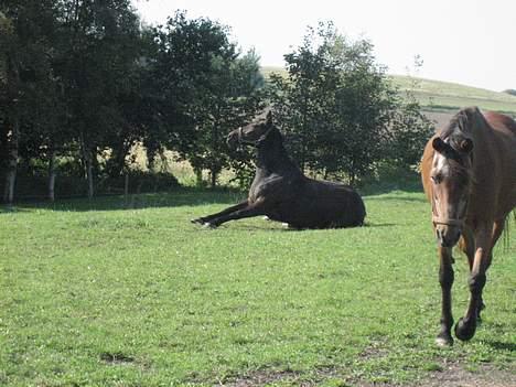 Traver Ginger billede 8