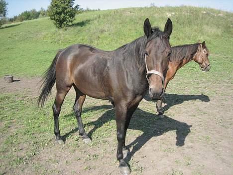 Traver Ginger billede 9