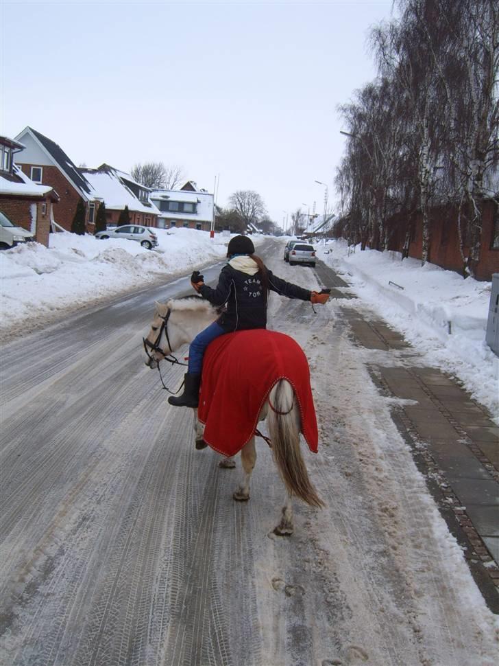 Fjordhest Laban <3  - på tur med de skøre dx billede 15