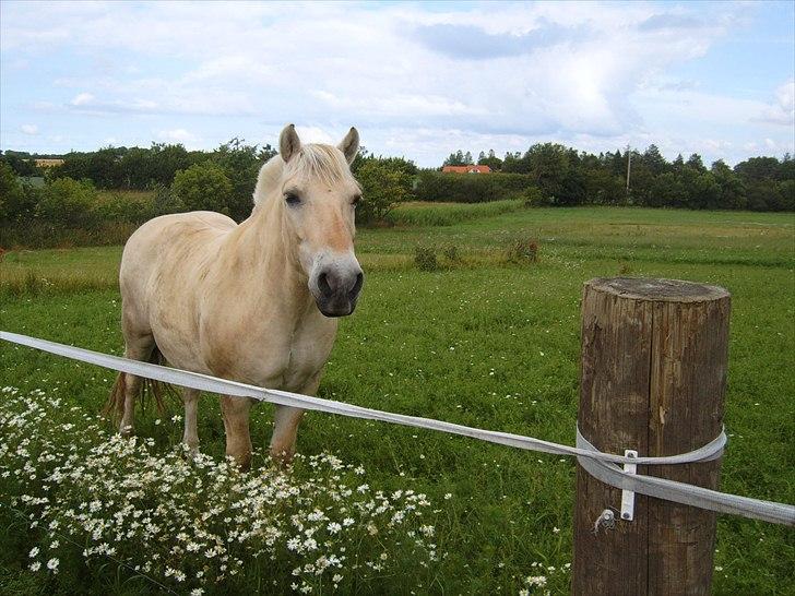 Fjordhest Laban <3  billede 16