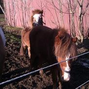 Anden særlig race Pippi